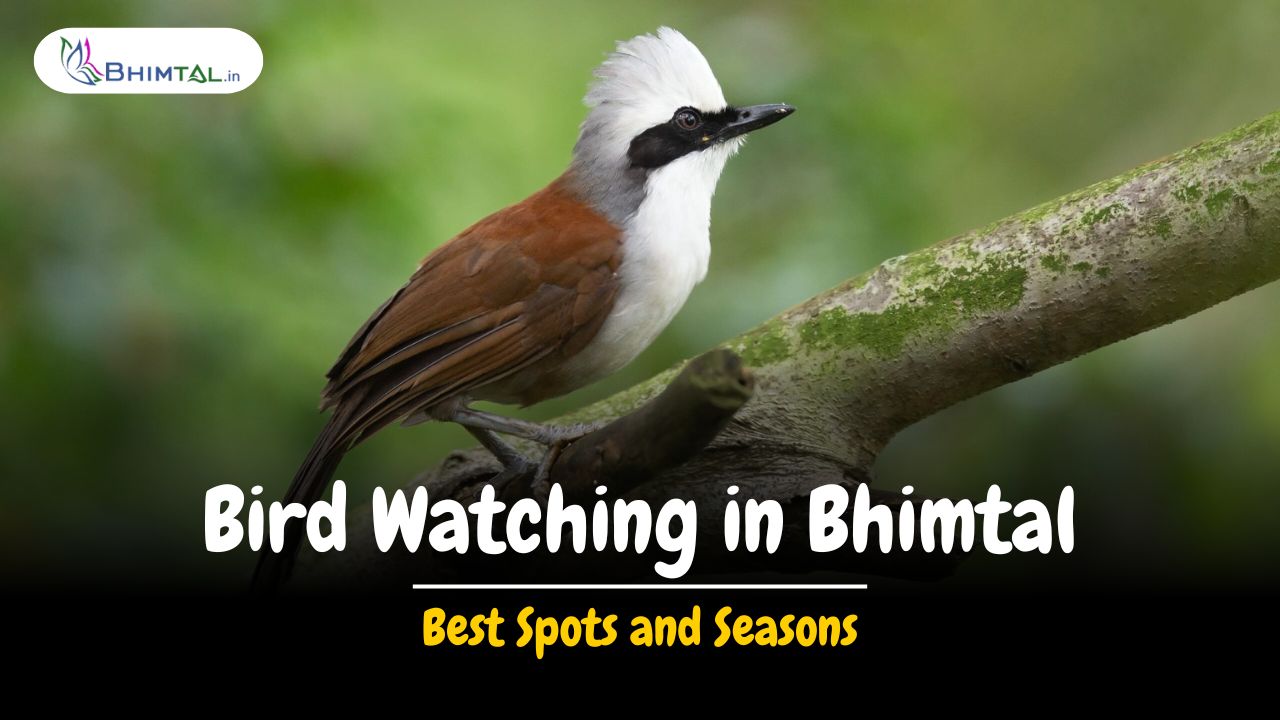 Bird Watching in Bhimtal